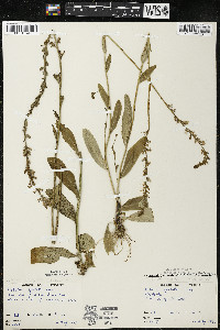 Lobelia spicata var. hirtella image