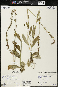 Lobelia spicata var. spicata image