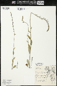 Lobelia spicata var. hirtella image