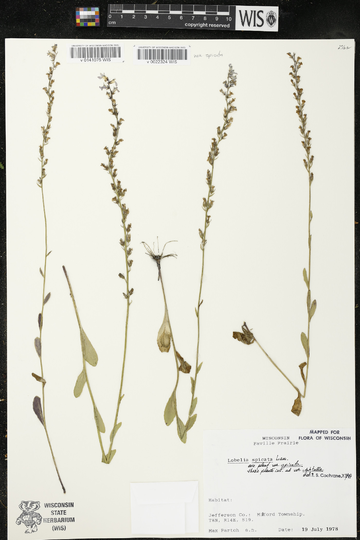 Lobelia spicata var. hirtella image