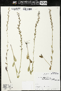 Lobelia spicata var. hirtella image