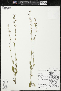 Lobelia spicata var. hirtella image