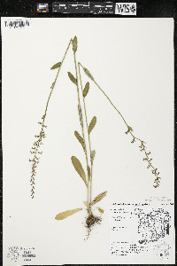 Lobelia spicata var. hirtella image