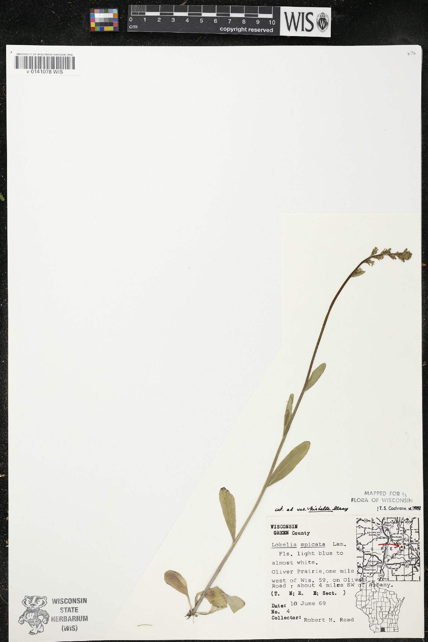 Lobelia spicata var. hirtella image