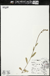 Lobelia spicata var. hirtella image