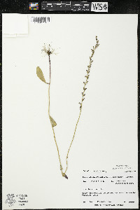 Lobelia spicata var. hirtella image