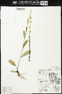 Lobelia spicata var. hirtella image