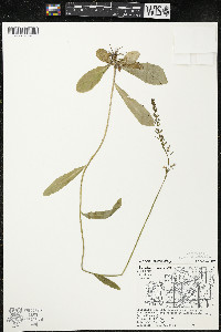 Lobelia spicata var. hirtella image