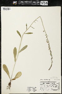 Lobelia spicata var. hirtella image