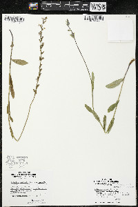 Lobelia spicata var. hirtella image