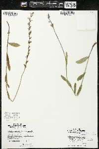 Lobelia spicata var. hirtella image