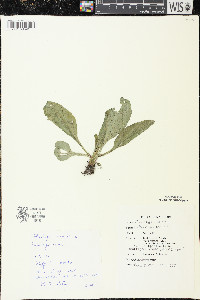 Plantago major image