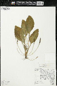 Plantago major image