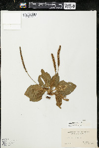 Plantago major image