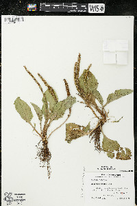 Plantago major image