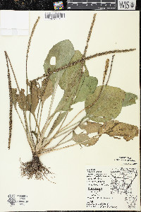 Plantago major image