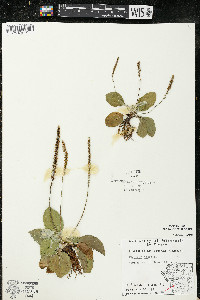 Plantago major image