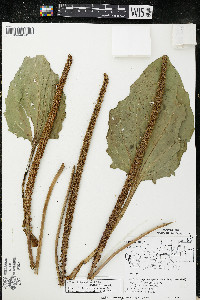 Plantago major image