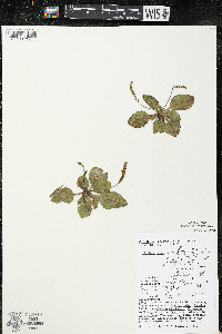 Plantago major image