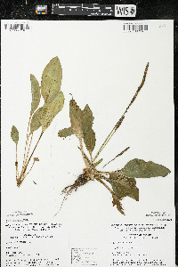 Plantago major image