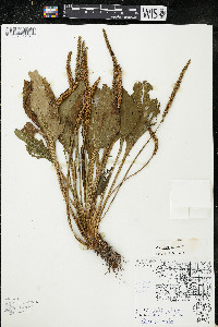 Plantago major image