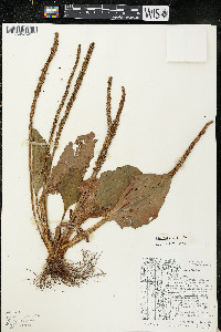 Plantago major image