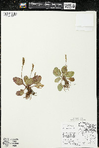 Plantago major image