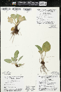 Plantago major image