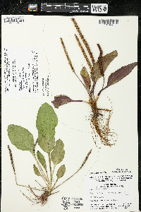 Plantago major image