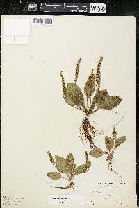 Plantago major image