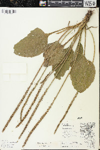 Plantago major image