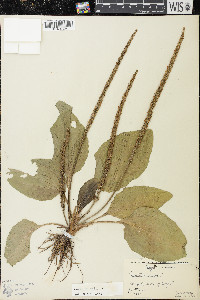 Plantago major image