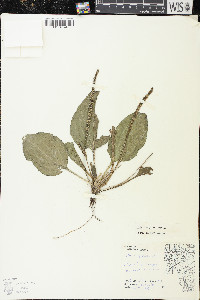 Plantago major image