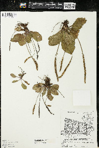 Plantago major image