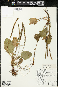 Plantago major image