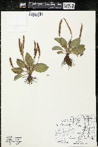 Plantago major image