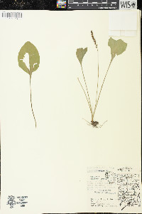 Plantago major image