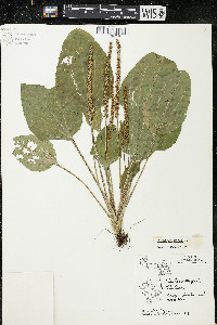 Plantago major image