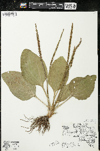 Plantago major image