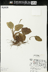 Plantago major image