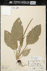 Plantago major image