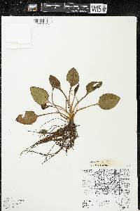 Plantago major image