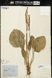 Plantago major image