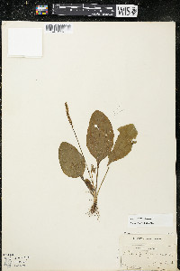 Plantago major image