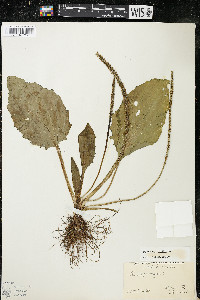 Plantago major image