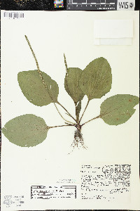 Plantago rugelii image