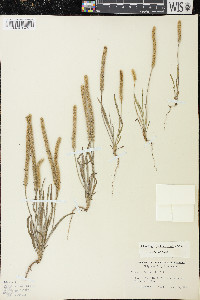 Plantago patagonica image