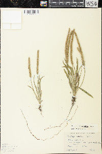 Plantago patagonica image