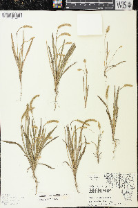 Plantago patagonica image