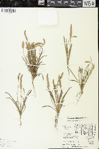 Plantago patagonica image